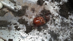 Scarabaeidae