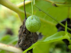 Melothria pendula, photograph author not stated, no rights reserved