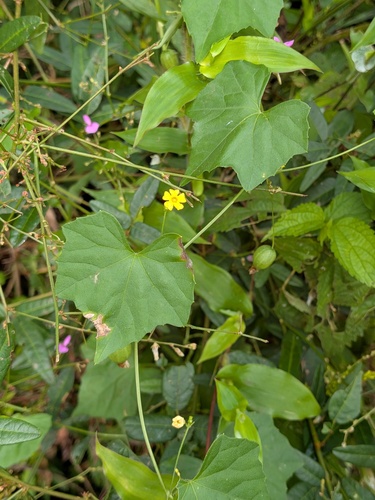 Melothria pendula, photograph 6