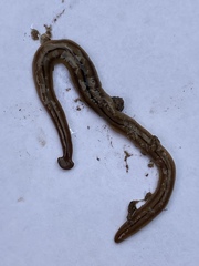 Bipalium pennsylvanicum