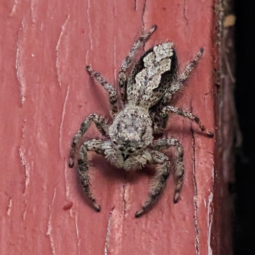 Tan Jumping Spider