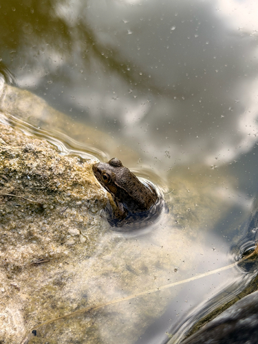 Green Frog