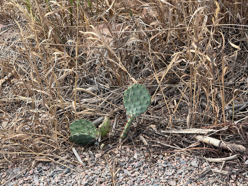 Opuntia macrorhiza
