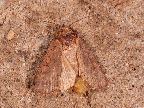 Brown-collared Dart photo 5