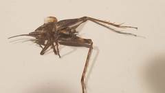 Rhaphidophoroidea