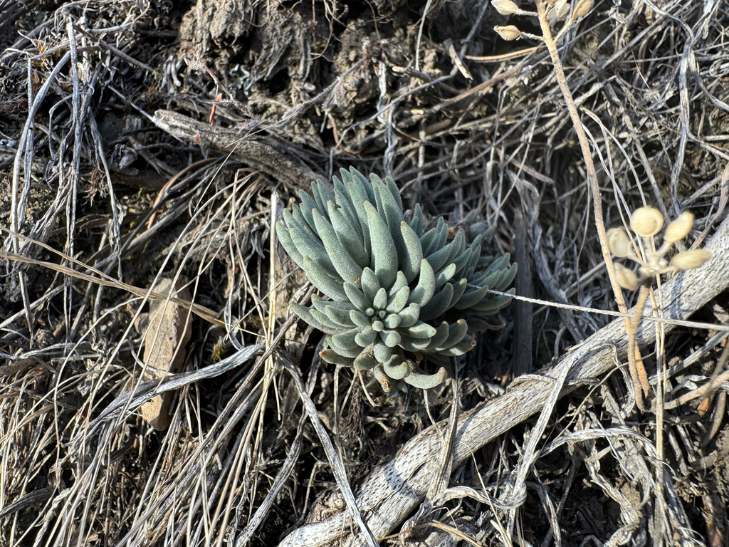 Sedum lanceolatum; photograph (c) Caleb Catto, some rights reserved (CC BY)