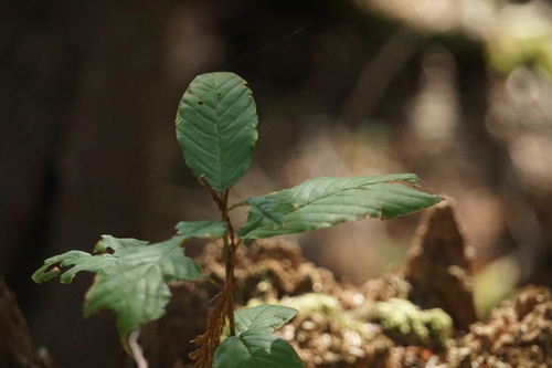 Frangula purshiana, photograph 5
