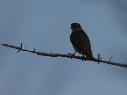 Merlin