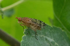 Euthycera chaerophylli