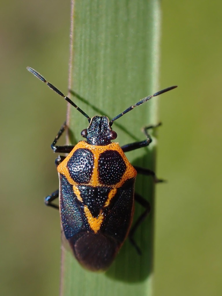Perillus strigipes