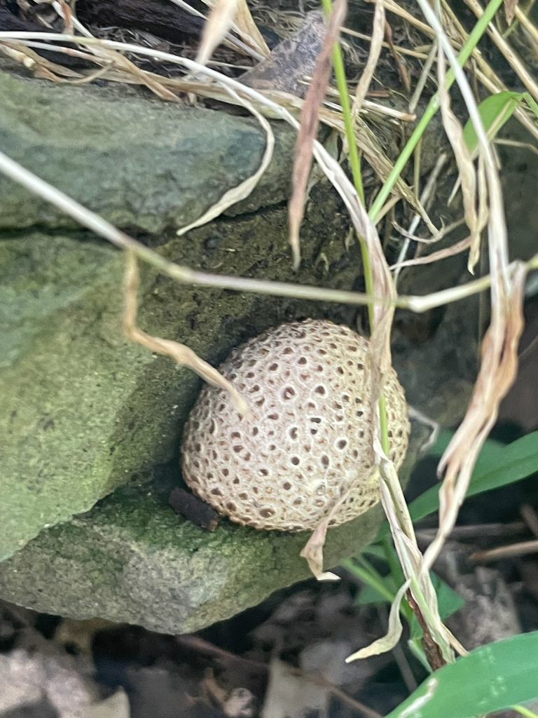 common earthball · September 2026 · photo: Photo: no rights reserved · iNaturalist
