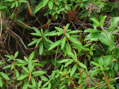 Bog Labrador Tea
