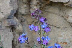 Anchusa officinalis