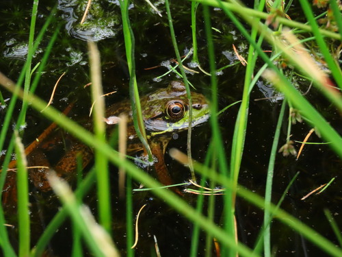 Green Frog