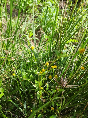 Acmella uliginosa observed 2026-09-14