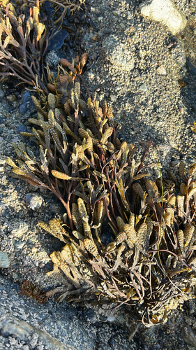 Hesperophycus harveyanus observed 2026-09-13