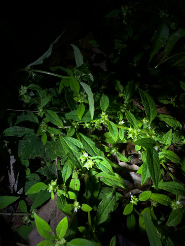Neanotis hirsuta observed 2026-09-13
