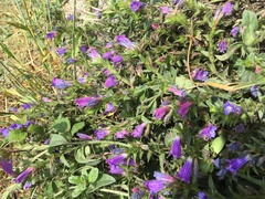 Echium rosulatum