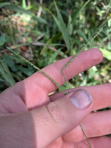 Paspalum langei