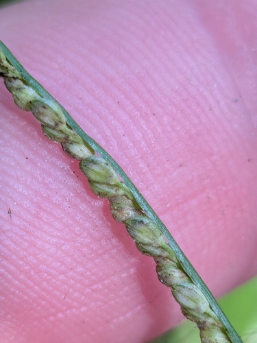 Paspalum langei, photograph 2