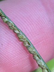 Paspalum langei, photograph author not stated, no rights reserved