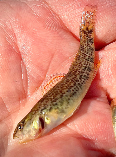 Rainbow Darter