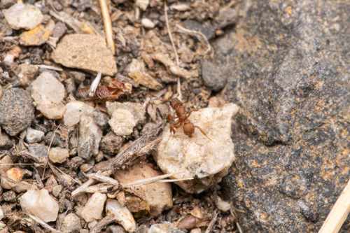 Wheeler’s Fungus-farming Ant