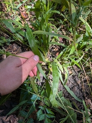 Paspalum langei, photograph author not stated, no rights reserved