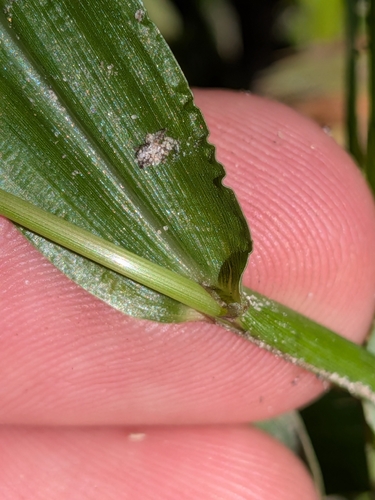 Paspalum langei, photograph 4