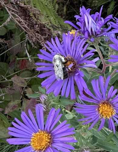 Common Eastern Bumble Bee