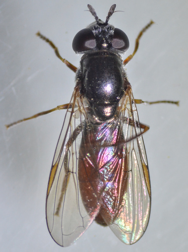 California Sedgesitter (Platycheirus russatus) · iNaturalist