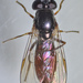 Platycheirus russatus - Photo (c) Don Loarie, algunos derechos reservados (CC BY), uploaded by Don Loarie