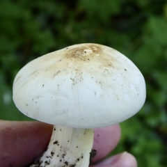 Calocybe