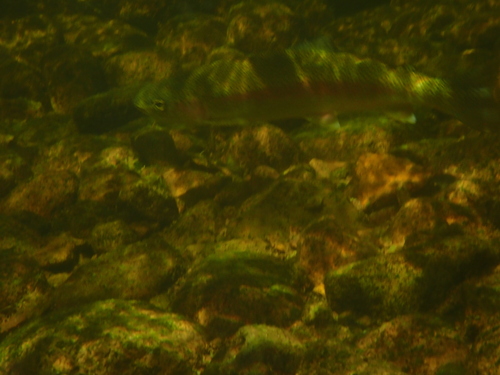 Rainbow Trout