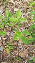 Rubus pubescens