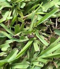 Eleutherodactylus planirostris