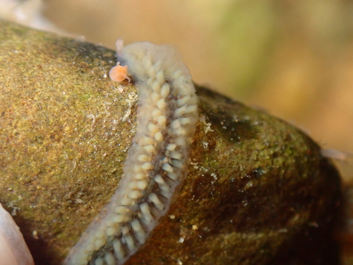 Cristatella mucedo