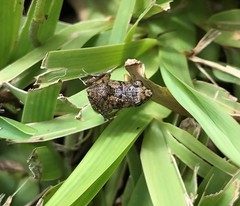 Eleutherodactylus planirostris