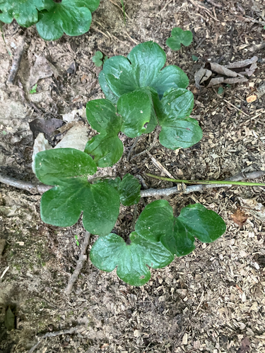 round-lobed hepatica