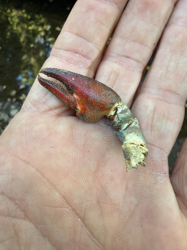 iNaturalist observation photo of Signal Crayfish