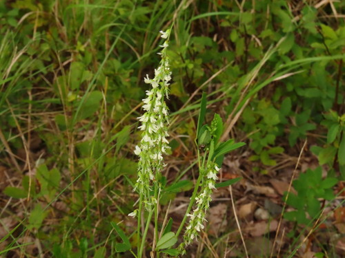 White Sweetclover