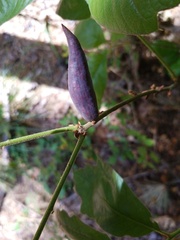 Amphibolips acuminata