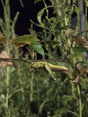 Obscure Bird Grasshopper