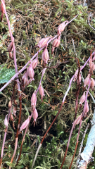 Corallorhiza mertensiana