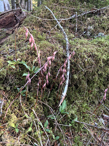 Corallorhiza mertensiana, photograph 2