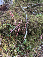 Corallorhiza mertensiana, photograph author not stated, no rights reserved