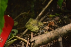 Brachypelma albiceps