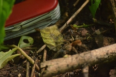 Brachypelma albiceps