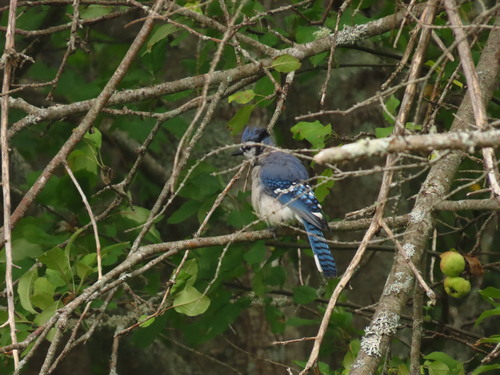 Blue Jay