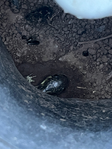 Western Tiger Salamander